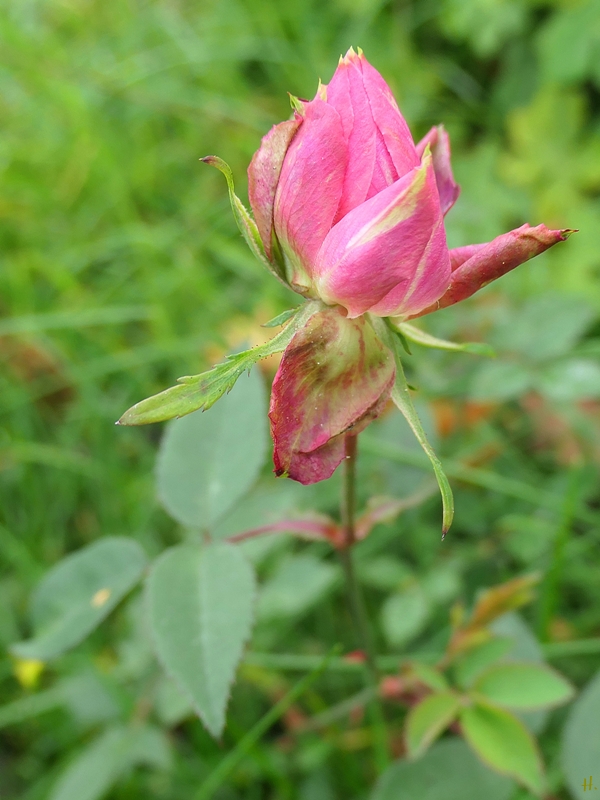 2022-11-03 LüchowSss Garten nicht ganz so grüne Grüne Rose (Rosa chinensis Jacq. 'Viridiflora' )