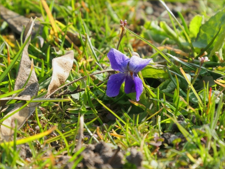 2023-03-18 LüchowSss Garten vomi Märzveilchen (Viola odorata) im Gras