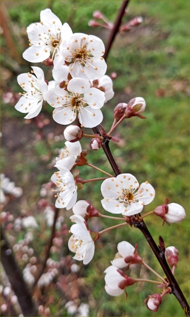 2023-03-26 LüchowSss Garten blühende Großfruchtige Blutpflaume (Prunus cerasifera) 'Trailblazer'