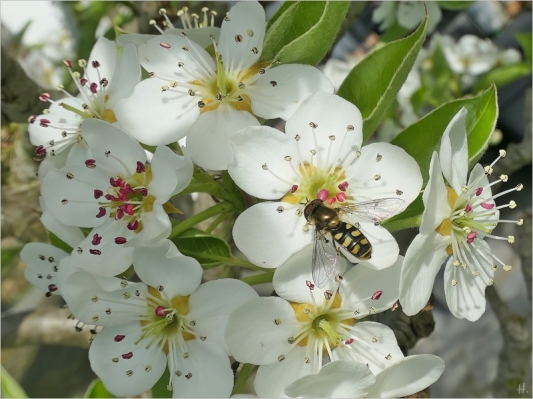2024-04-06 LüchowSss Garten vormittags Birnenblüten (Pyrus communis) + Gemeine Feldschwebfliege (Eupeodes corollae)