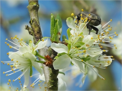 2024-04-06 LüchowSss Garten vormittags Bühler Hauspflaume (Prunus domestica) + Laubkäfer (Hoplia spec.) (3)