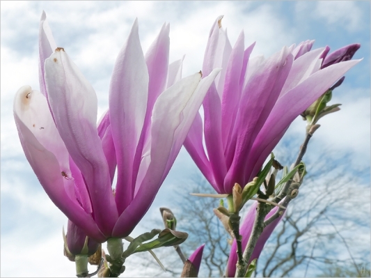 2024-04-06 LüchowSss Garten vormittags Purpur-Magnolie (Magnolia liliflora) (2)