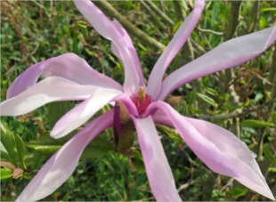 2024-04-08 LüchowSss Garten nachmittags Purpur-Magnolie (Magnolia liliiflora) Blüte (3)
